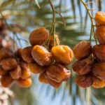 Date palm benefits on the body