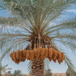 Date palm tree with ripe fruits