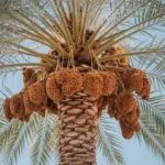 What can be made from date palm tree